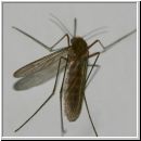 Culex cf pipiens - Gemeine Stechmuecke w02 5mm.jpg